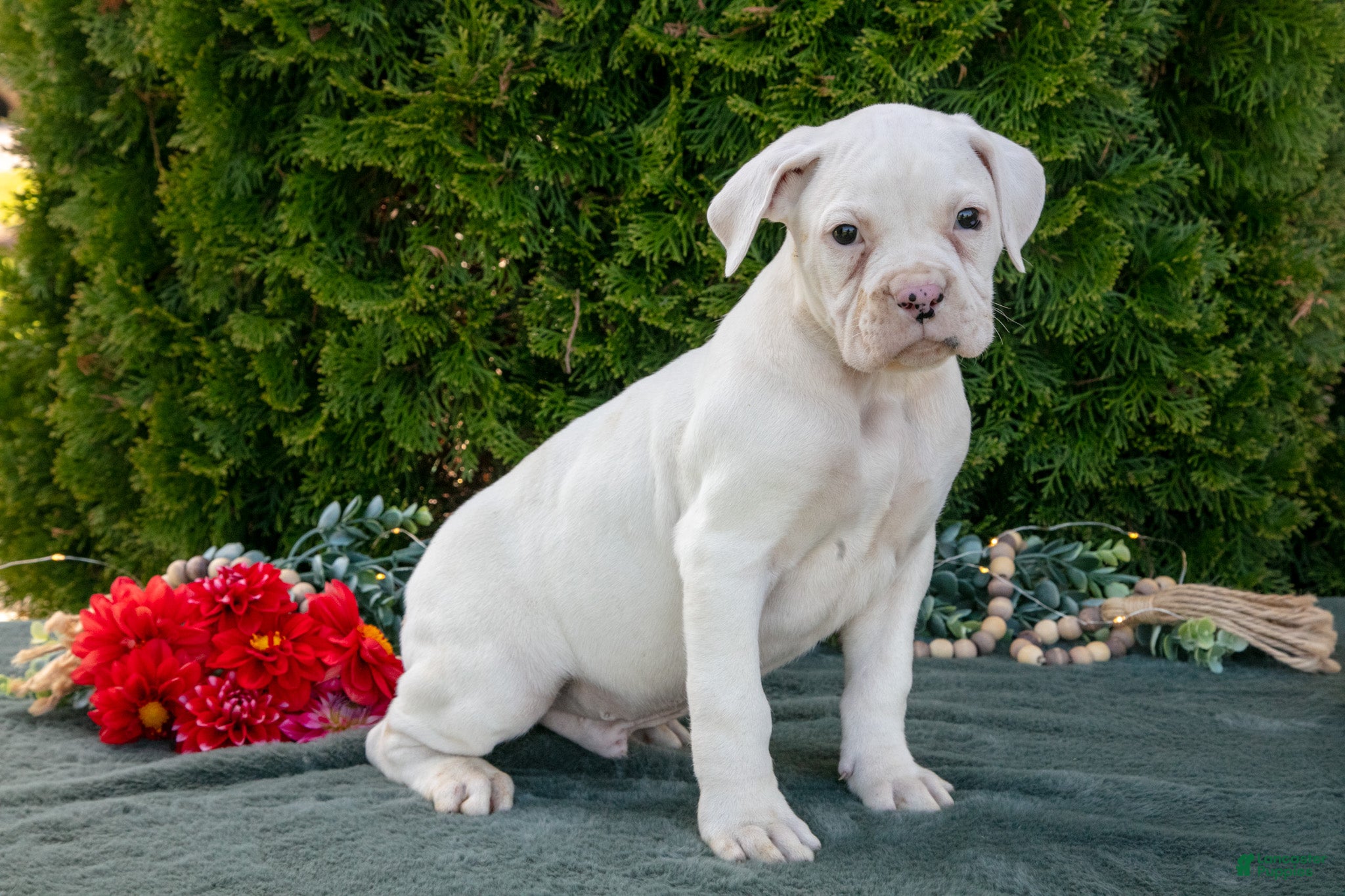 Boxer dogs Max - Ad 1