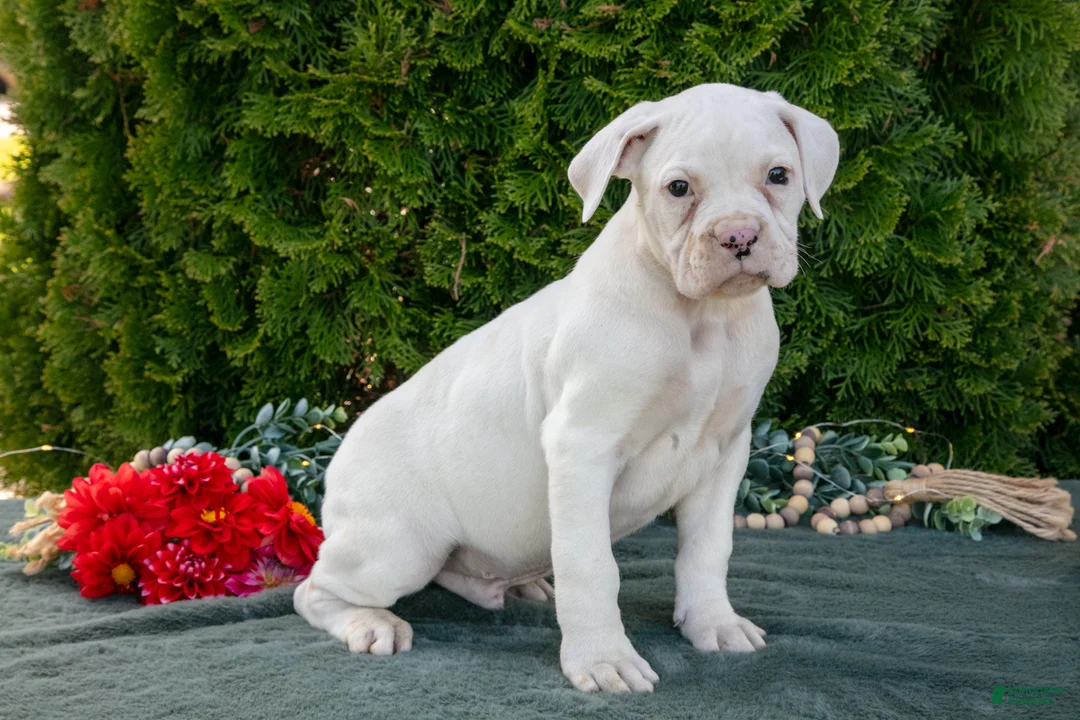 Boxer dogs for sale: Max - Ad 1