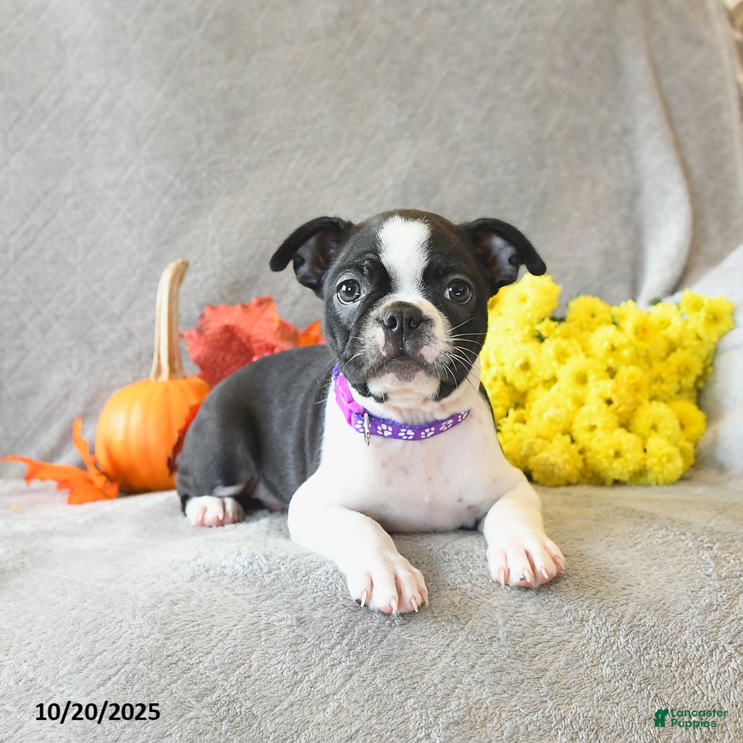 Boston Terrier dogs for sale: Lexie - Ad 1