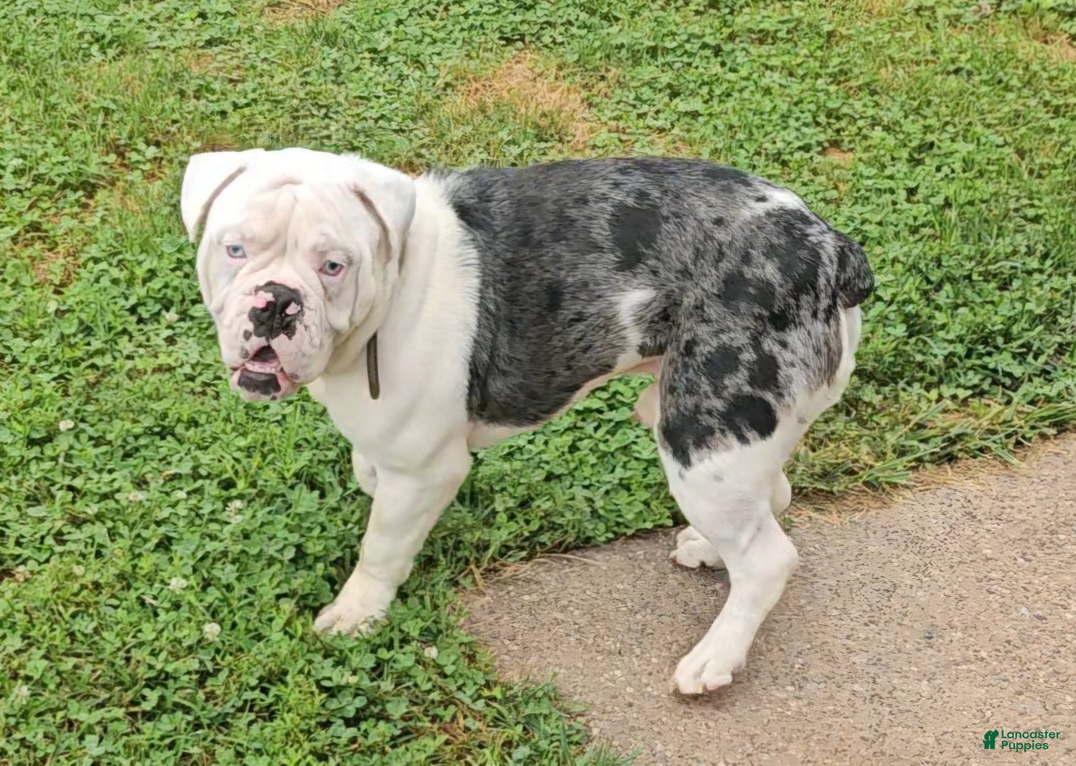 Mixed Breed dogs for sale: Sammy - Ad 1
