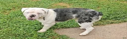 Mixed Breed dogs for sale: Sammy - Ad 1