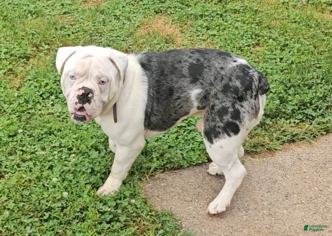 Mixed Breed dogs for sale: Sammy - Ad 1