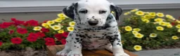 Dalmatian dogs for sale: Oliver - Ad 7
