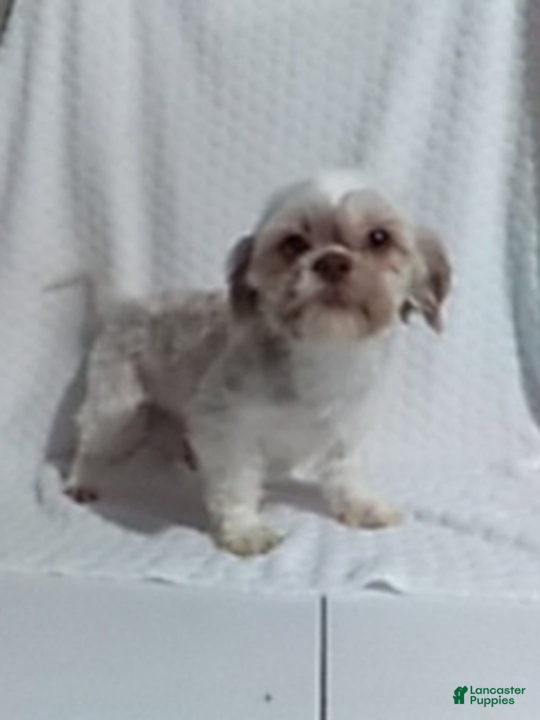 Shih Tzu dogs for sale: Hero - Ad 6
