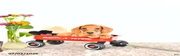 Miniature Dachshund dogs for sale: Shawn  - Ad 9
