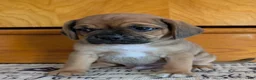 Puggle dogs for sale: Kenny  - Ad 8