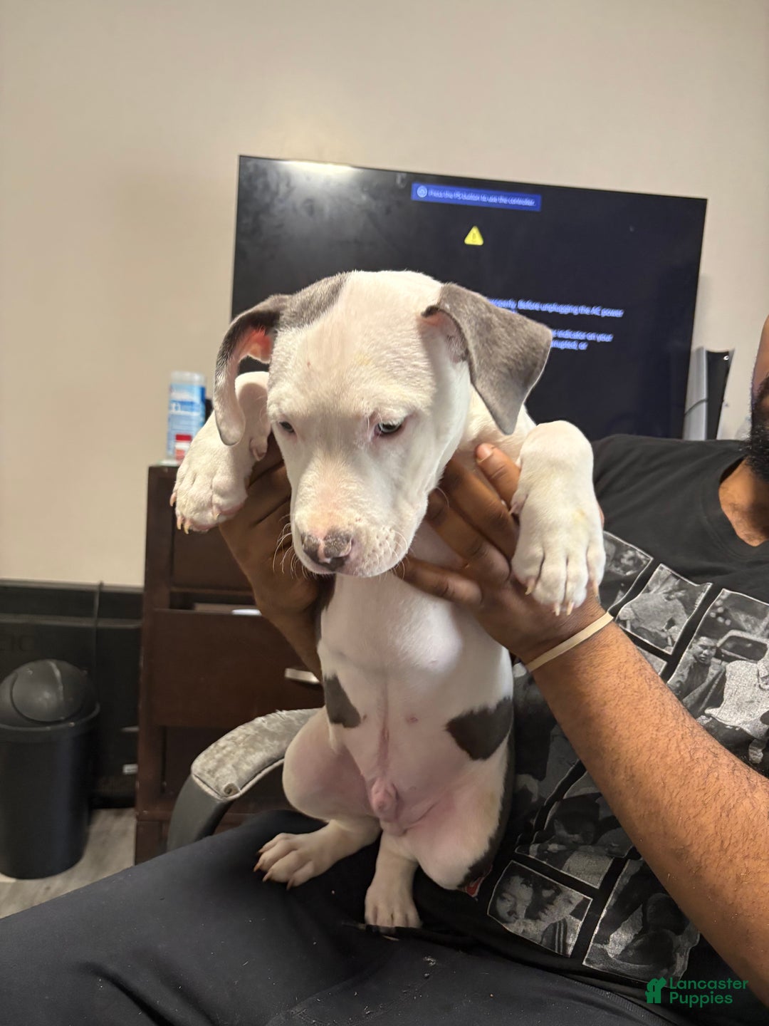 Mixed Breed dogs for sale: BullyPit Puppy (Kujo) - Ad 5