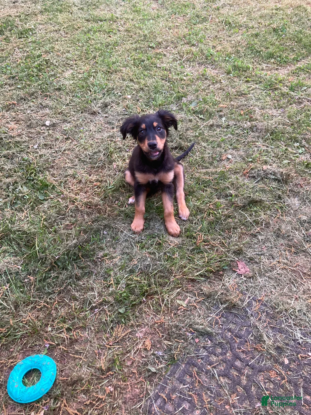 Mixed Breed dogs for sale: Mixed Breed Puppy 1 - Ad 1
