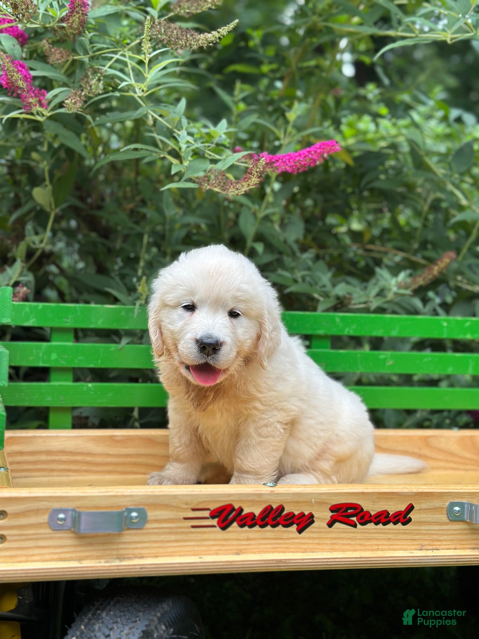 Golden Retriever dogs Golden Retriever 3 - Ad 1