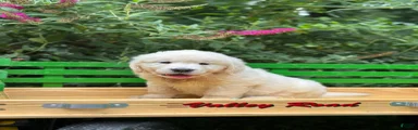 Golden Retriever 3