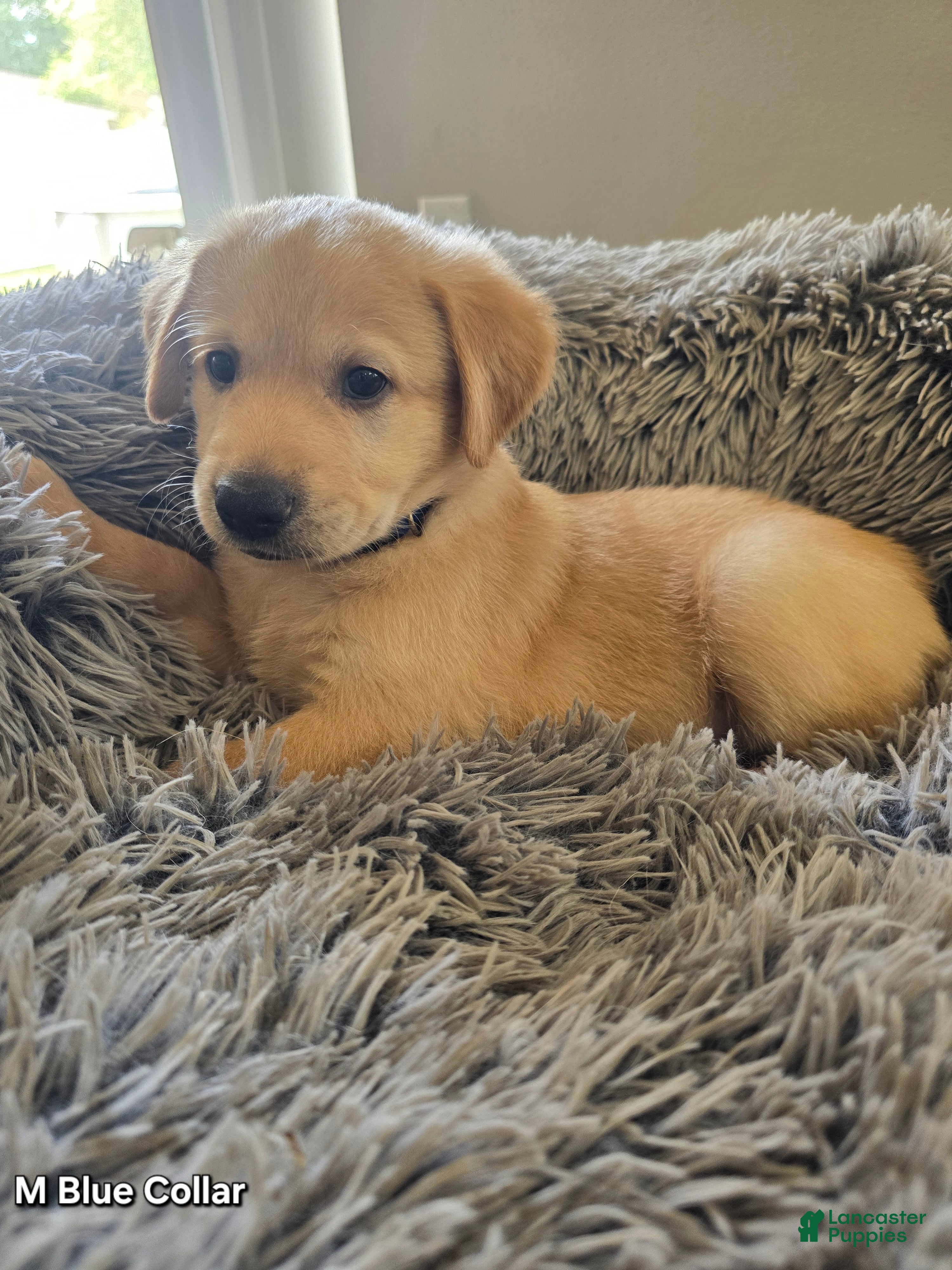Goldendoodle dogs Goldendoodle Puppy 3 - Ad 35