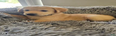 Goldendoodle Puppy 3
