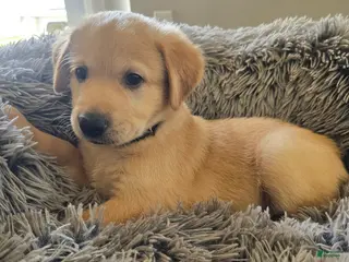 Goldendoodle dogs Goldendoodle Puppy 3 - Ad 31