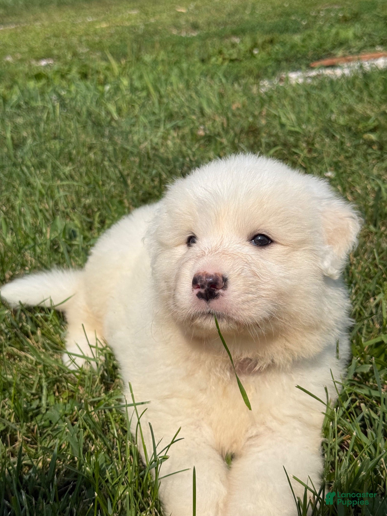 Great Pyrenees dogs for sale: Mr Blue - Ad 3