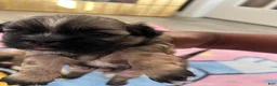 Shih Tzu dogs for sale: Shih Tzu 1 Breezy  - Ad 2