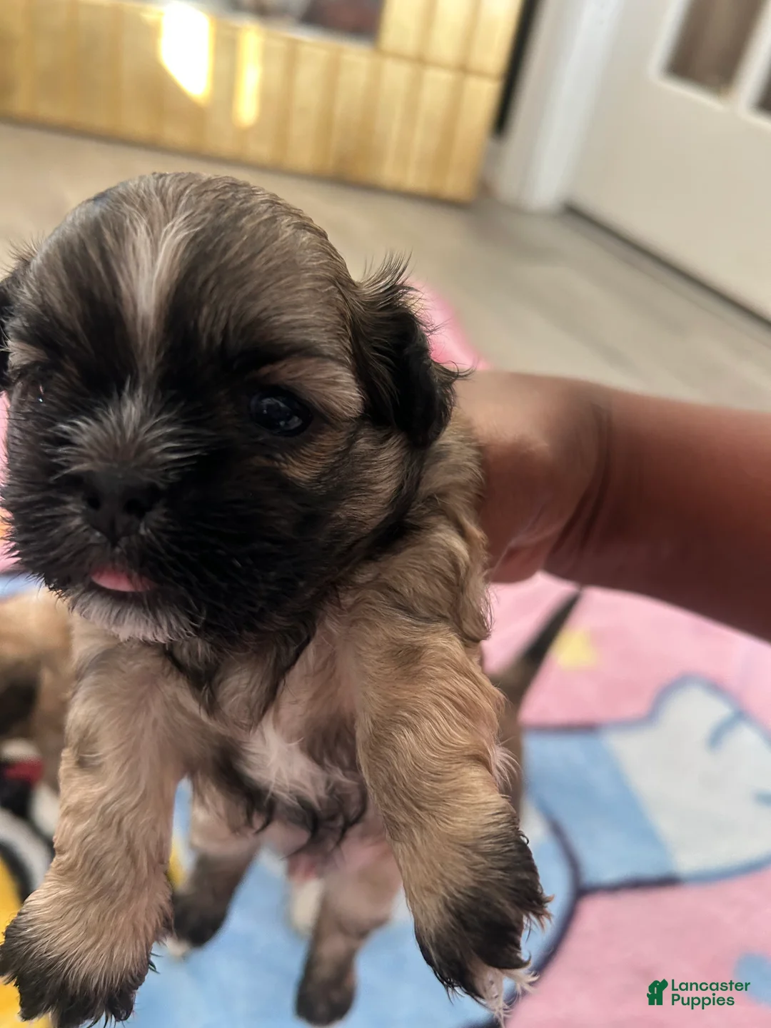 Shih Tzu dogs for sale: Shih Tzu 1 Breezy  - Ad 2