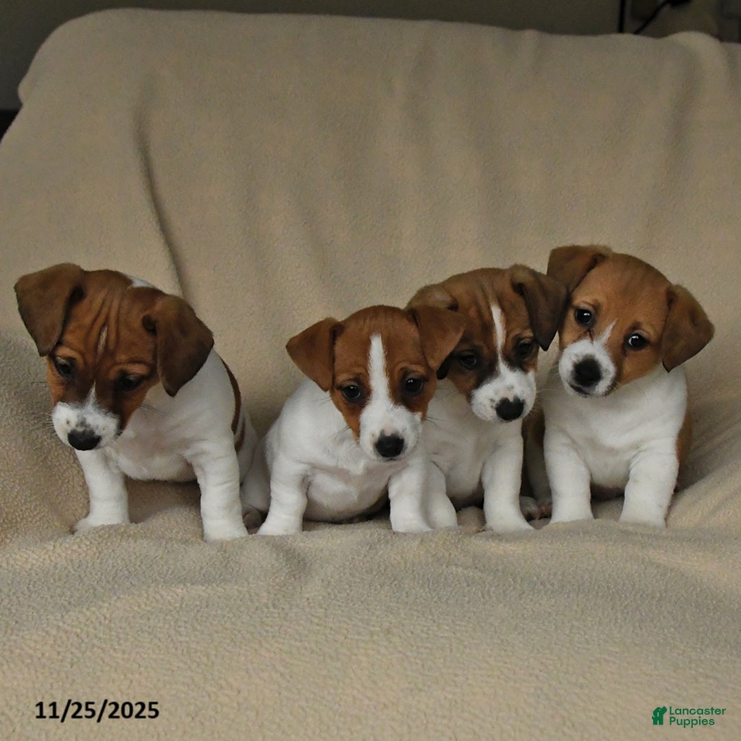 Jack Russell Terrier dogs for sale: Heather - Ad 5