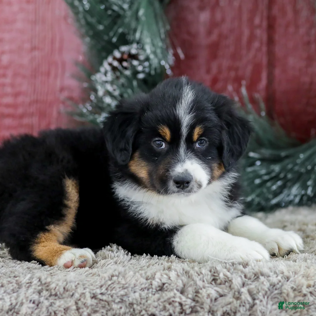 Miniature Australian Shepherd dogs for sale: Cole - Ad 5