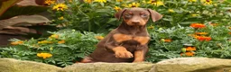 Doberman Pinscher dogs for sale: DOLLY - Ad 3
