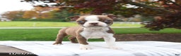 Boston Terrier dogs for sale: Pepper - Ad 4