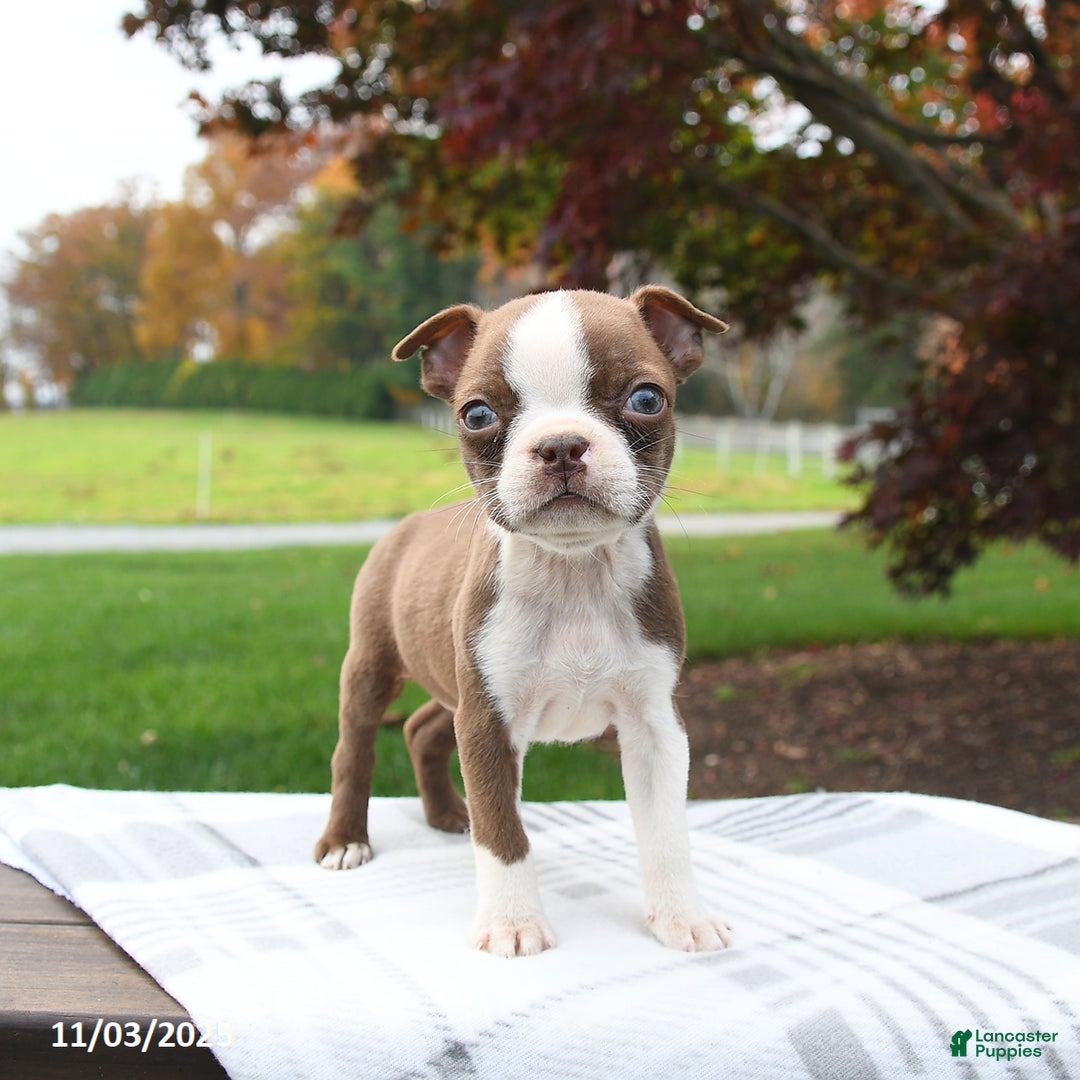 Boston Terrier dogs for sale: Pepper - Ad 4