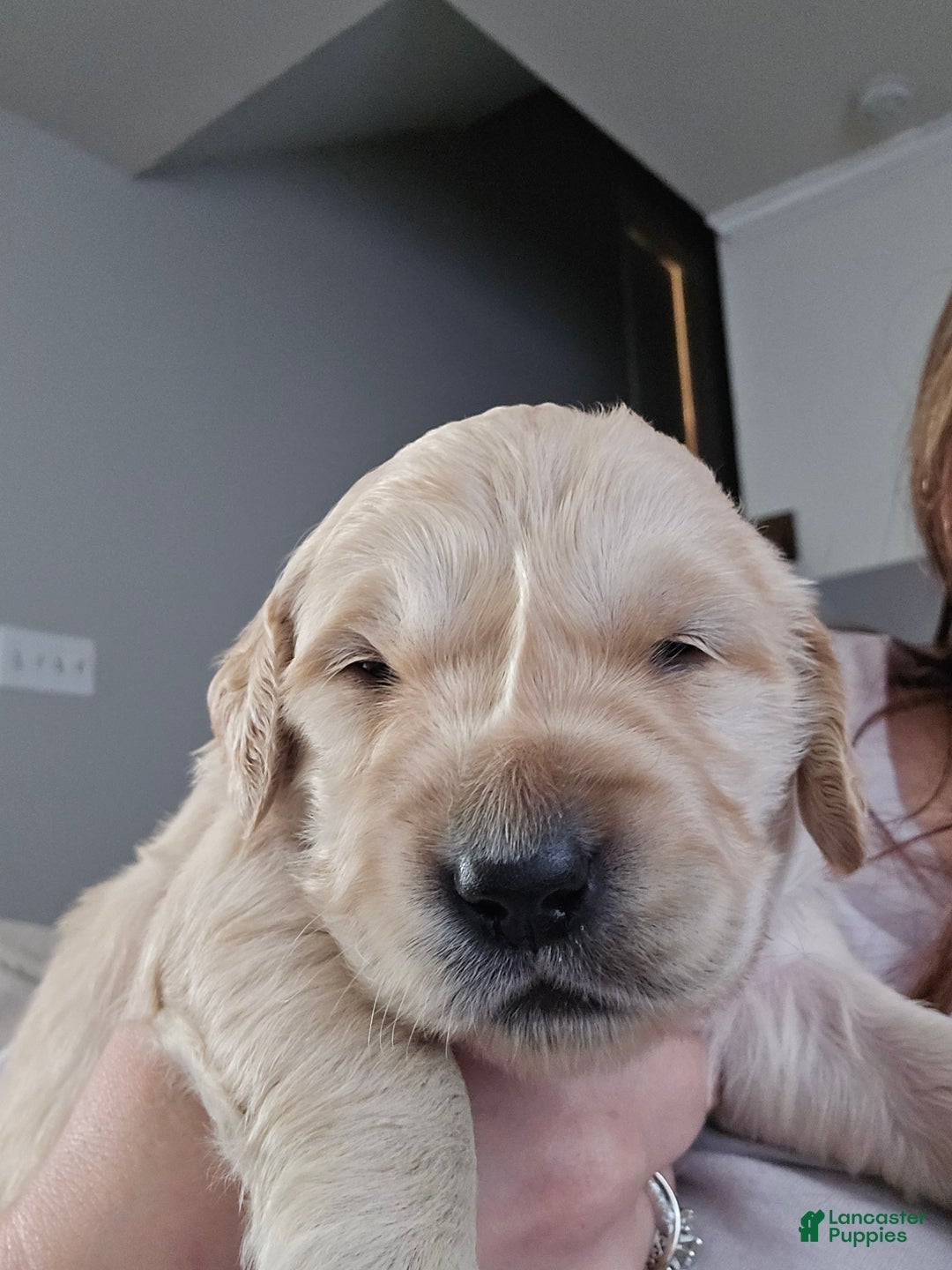 Golden Retriever dogs for sale: Golden Retriever Puppy 6 - Ad 1