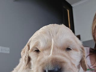 Golden Retriever dogs Golden Retriever Puppy 6 - Ad 12