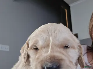 Golden Retriever dogs Golden Retriever Puppy 6 - Ad 16