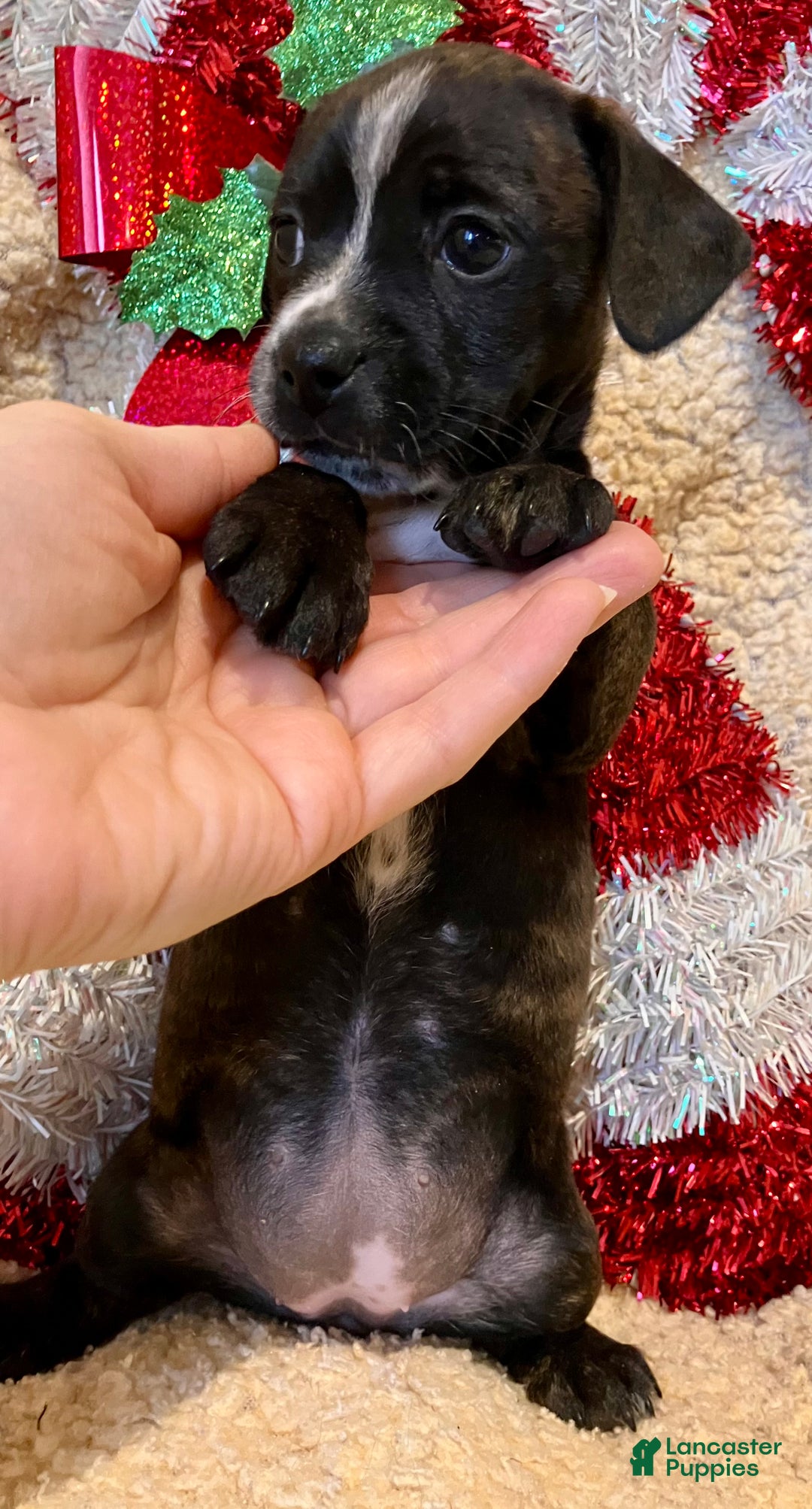 Mixed Breed dogs for sale: Racheal of Greenwood - Ad 4