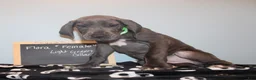 Great Dane dogs for sale: Flora - Ad 3
