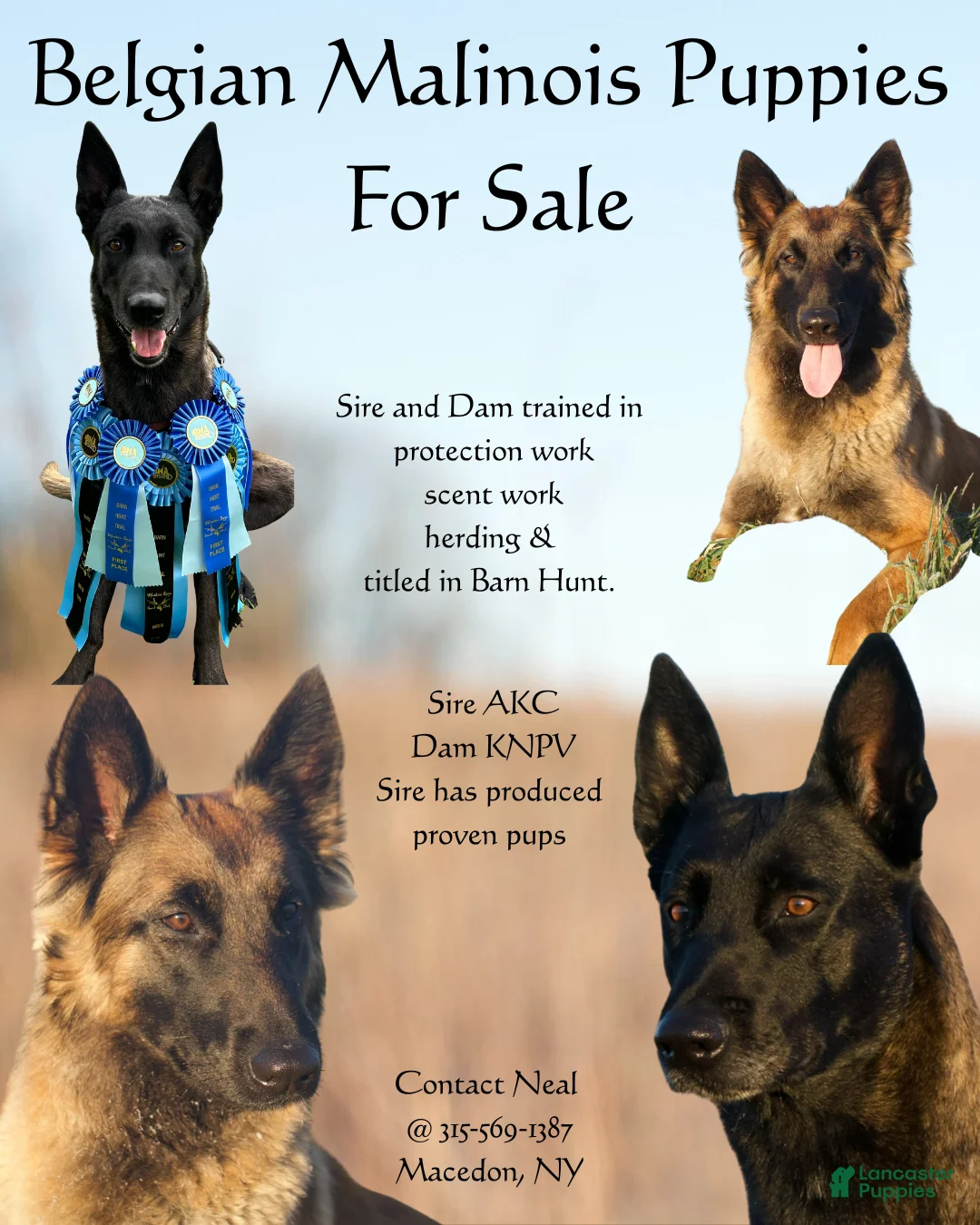Belgian Malinois dogs for sale: Purple - Ad 2