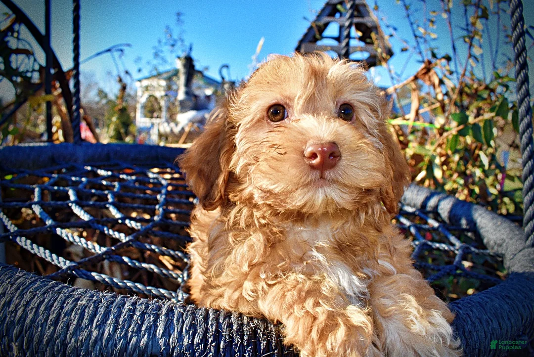 Havapoo dogs for sale: Scout - Ad 3