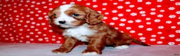 Cavalier King Charles Spaniel dogs for sale: Lexy - Ad 4