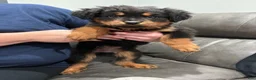 Rottweiler dogs for sale: Rottweiler 1 - Ad 3
