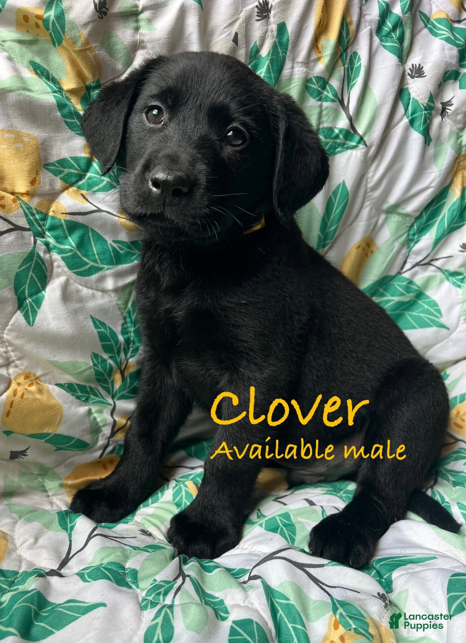 Labrador Retriever dogs Clover - Ad 21