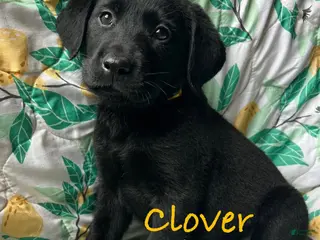Labrador Retriever dogs Clover - Ad 21