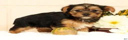 Yorkshire Terrier dogs for sale: Olive - Ad 4