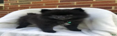 Panther