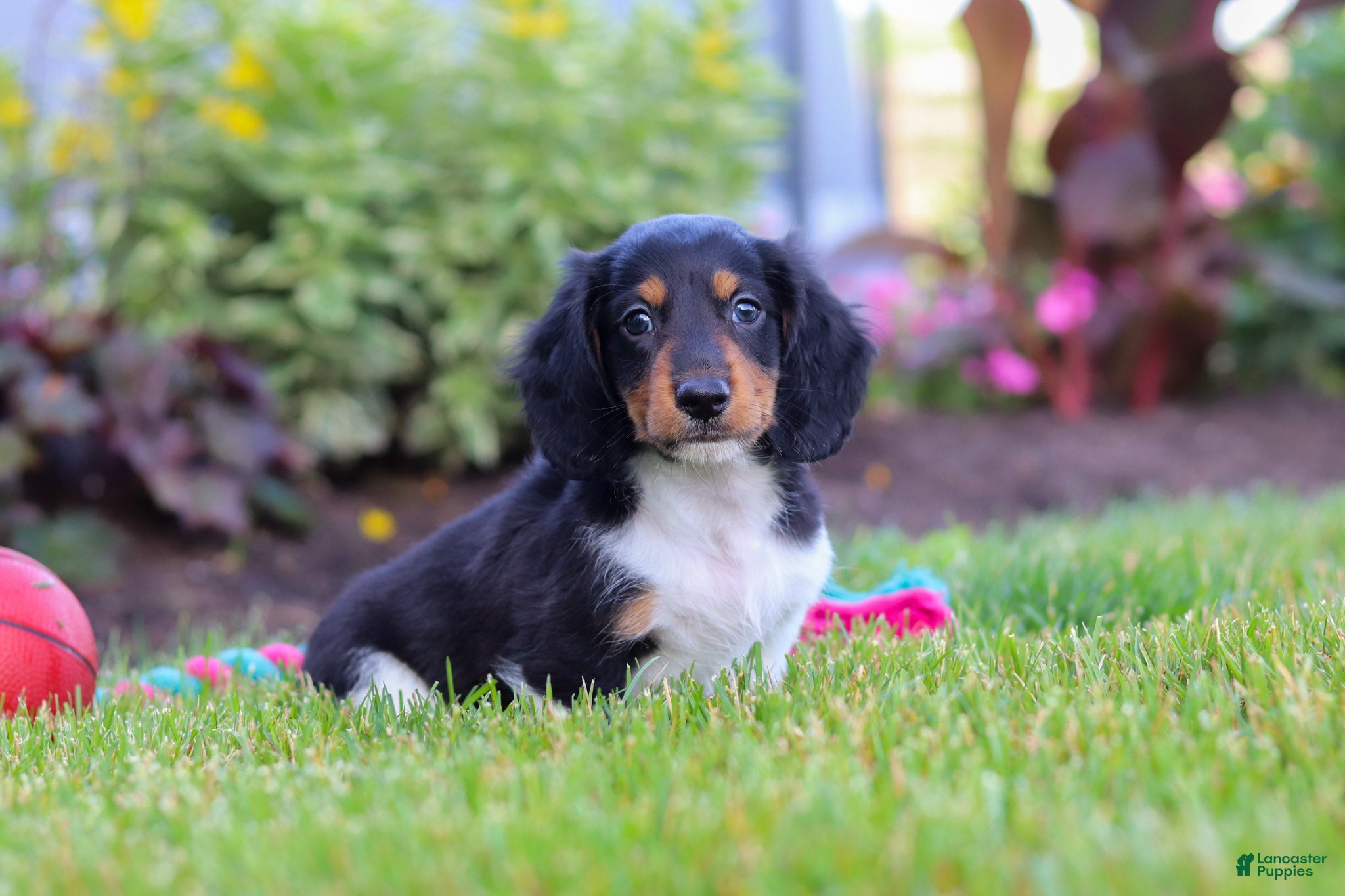Miniature Dachshund dogs Hudson - Ad 2