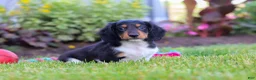 Miniature Dachshund dogs for sale: Hudson - Ad 2