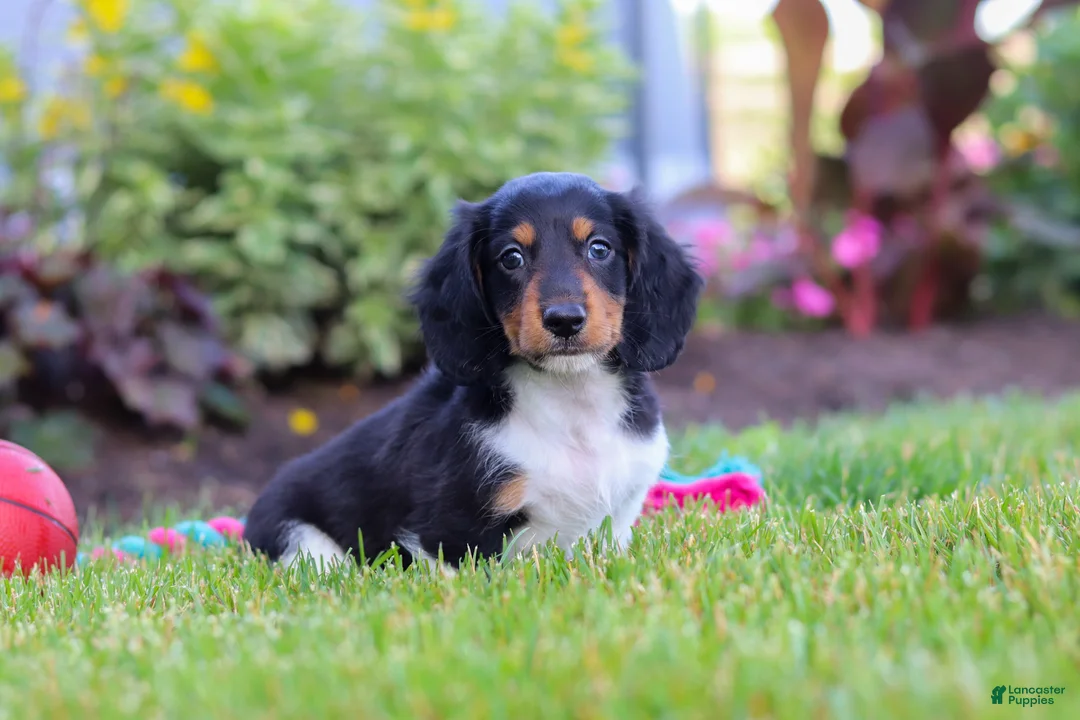 Miniature Dachshund dogs for sale: Hudson - Ad 2