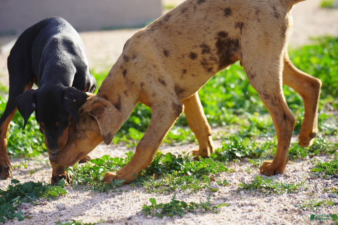 Mixed Breed dogs for sale: Lilac Fawn Merle M1 RT - Ad 16