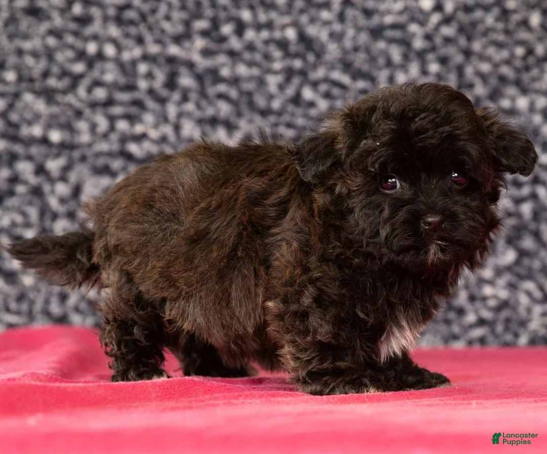 Havapoo dogs for sale: Gander - Ad 5