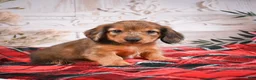 Miniature Dachshund dogs for sale: AKC-Edison - Ad 10