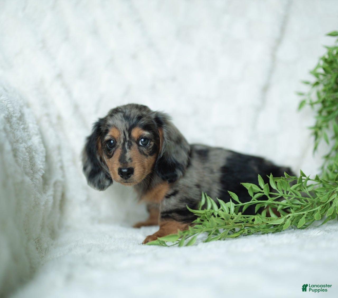 Miniature Dachshund dogs Pumpkin 🤎 - Ad 2