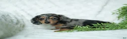 Miniature Dachshund dogs for sale: Pumpkin 🤎 - Ad 2