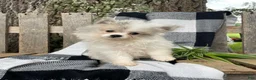 Mixed Breed dogs for sale: Lucas - Ad 3