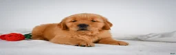 Golden Retriever dogs for sale: Romeo - Ad 9