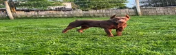 Doberman Pinscher dogs for sale: Doberman Pinscher Puppy 2 - Ad 2
