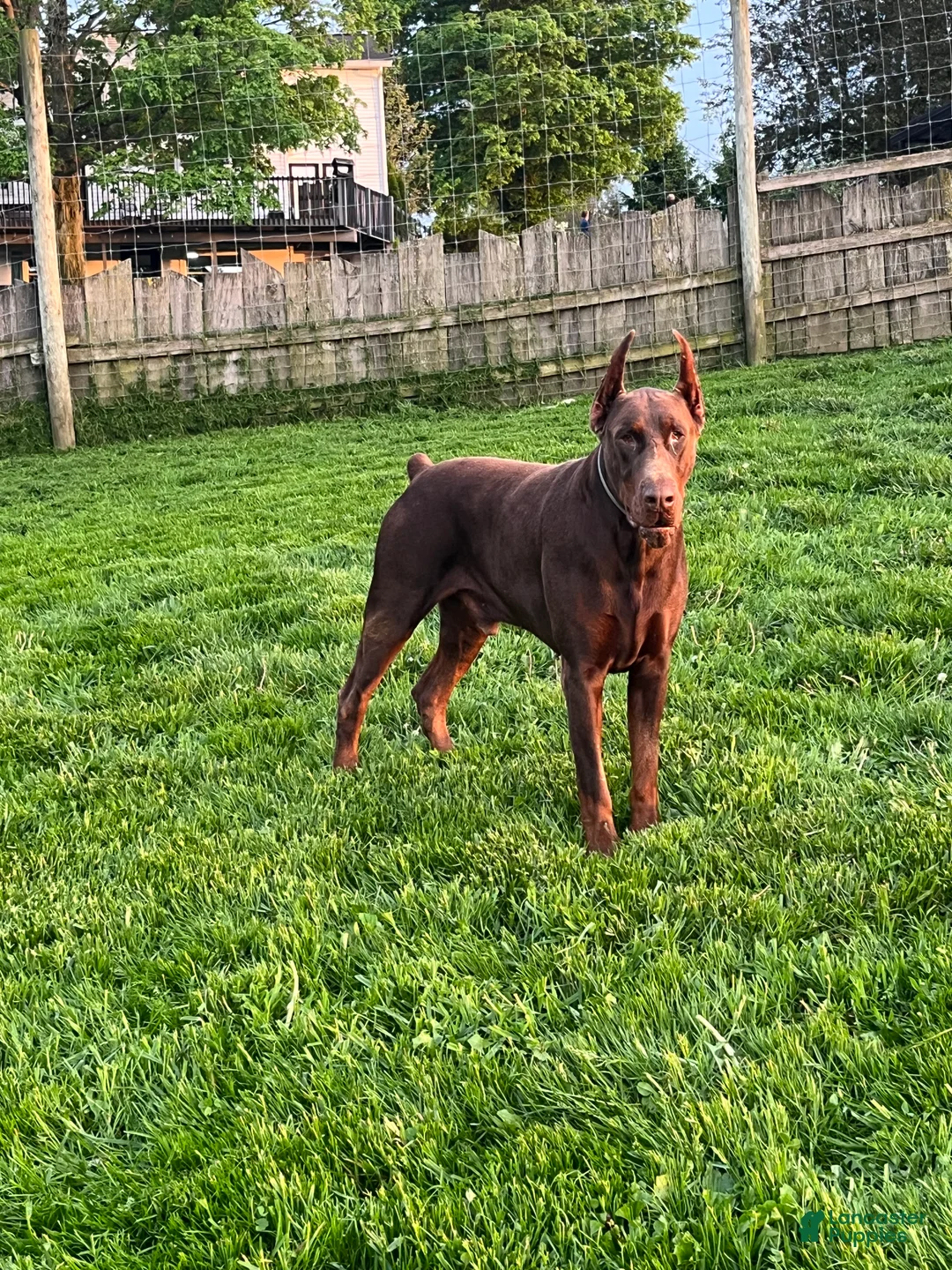 Doberman Pinscher dogs for sale: Doberman Pinscher Puppy 2 - Ad 2